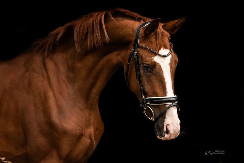 Hannoveraner, Wallach in Barntrup