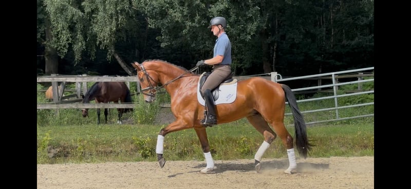 Hannoveraner, Wallach in Kirchlinteln