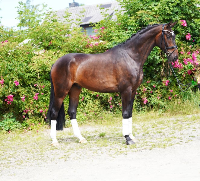 Hannoveraner, Wallach in Hohenfelde