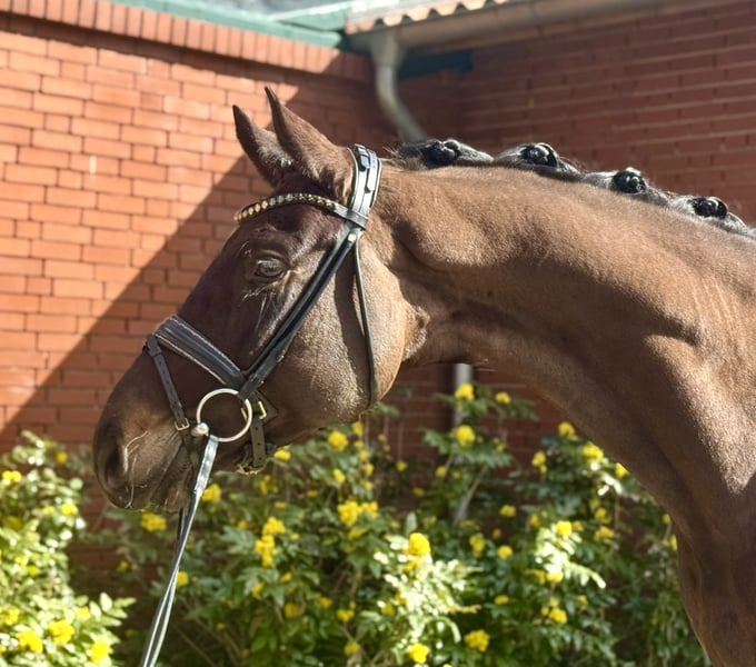 Hannoveraner, Wallach in Petershagen