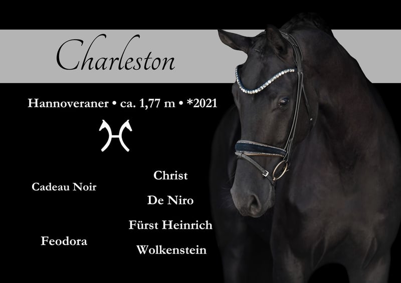 Hannoveraner, Wallach in Wehringen
