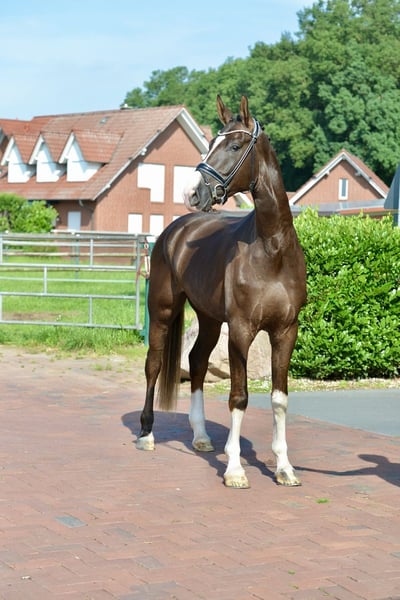 Hannoveraner, Wallach in Vechta