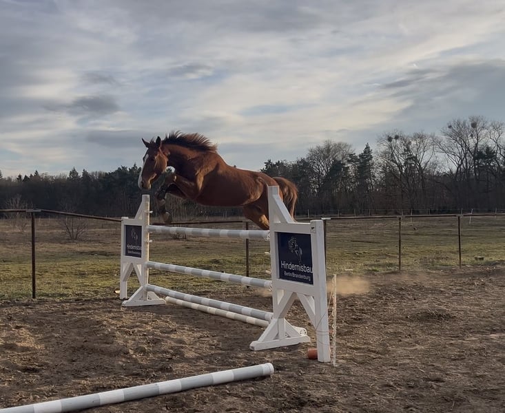 Hannoveraner, Wallach in Trebbin