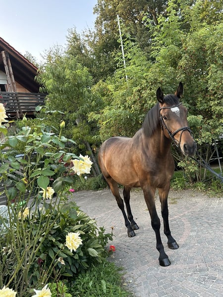 Hannoveraner, Wallach in Babenhausen-Hergershausen