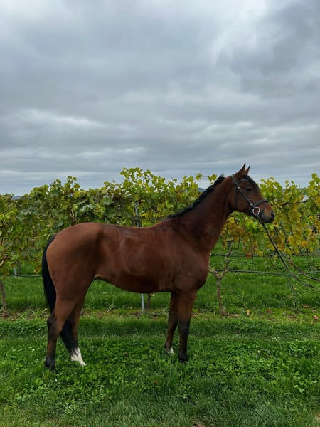 Hannoveraner, Wallach in Abstatt