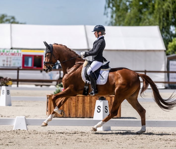 Hannoveraner, Wallach in Wietze