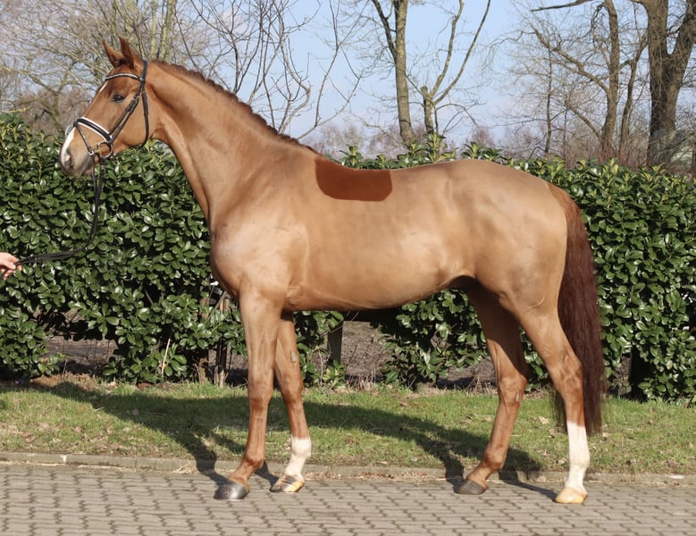 Hannoveraner, Wallach in Regesbostel