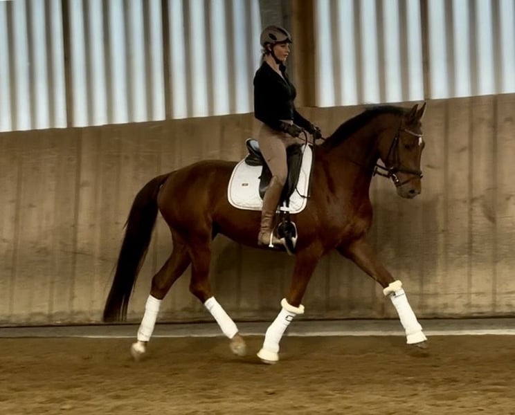 Hannoveraner, Wallach in Hohenbrunn