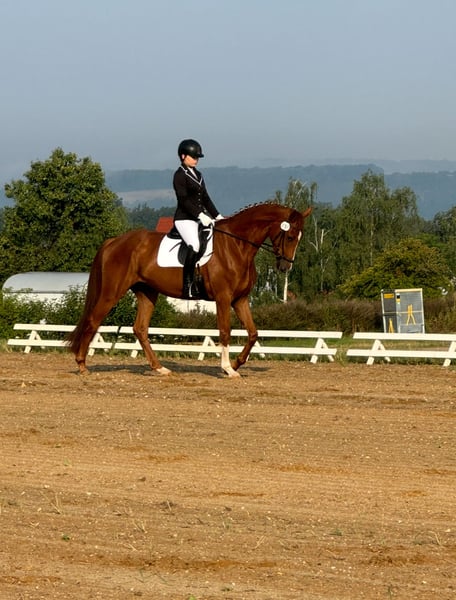 Hannoveraner, Wallach in Braunsbedra