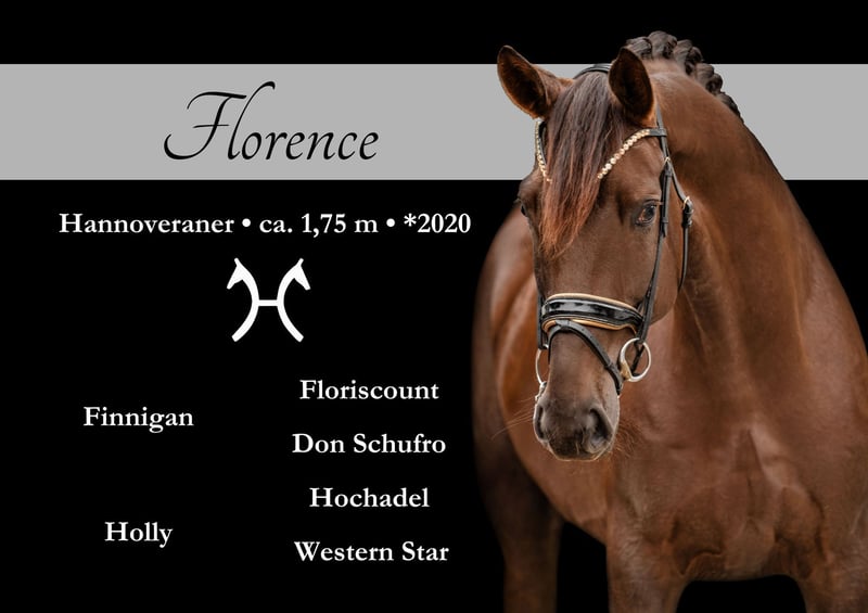 Hannoveraner, Wallach in Wehringen