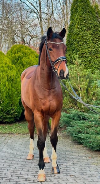 Hannoveraner, Wallach in Timmendorfer Strand