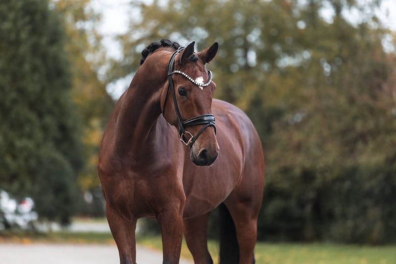 Hannoveraner, Wallach in Lippetal