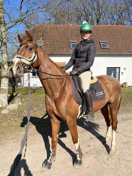 Hannoveraner, Wallach in Osterholz-Scharmbeck