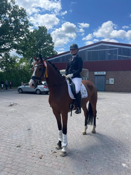 Hannoveraner, Wallach in Ladbergen