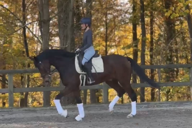 Hannoveraner, Wallach in Hamm