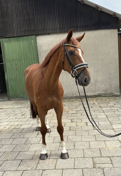 Hannoveraner, Wallach in Neuhaus an der Oste