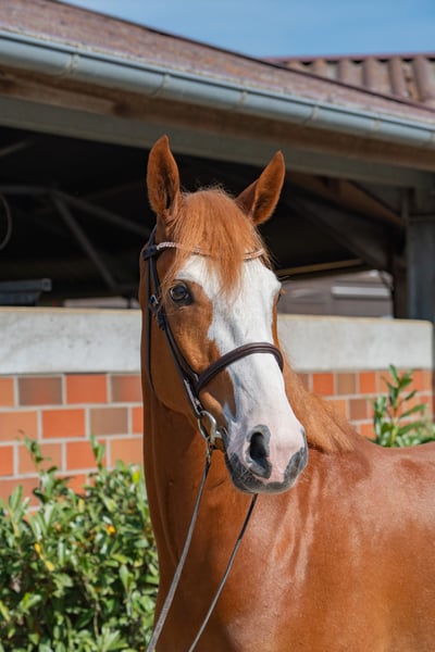 Hannoveraner, Wallach in Vechta