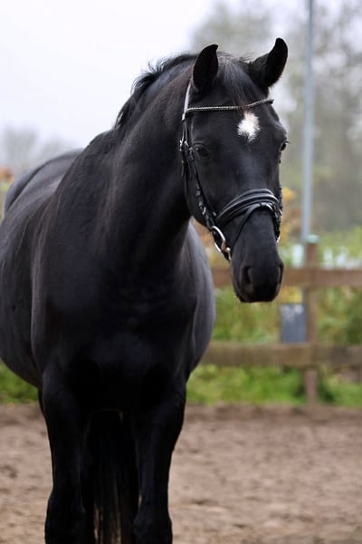 Hannoveraner, Wallach in Blekendorf