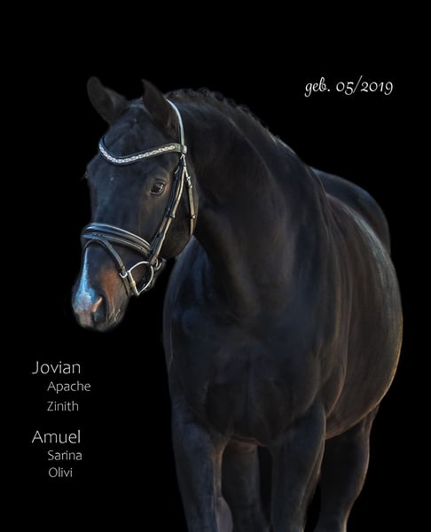 Hannoveraner, Wallach in Bodenkirchen