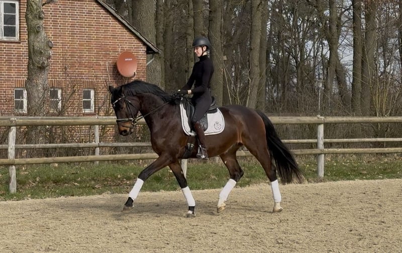 Hannoveraner, Wallach in Hoya