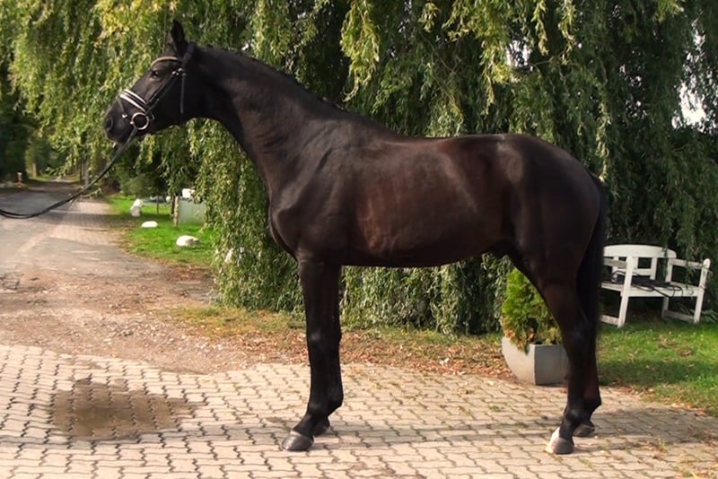 Hannoveraner, Wallach in Linau