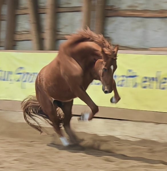 Hannoveraner, Wallach in Siems