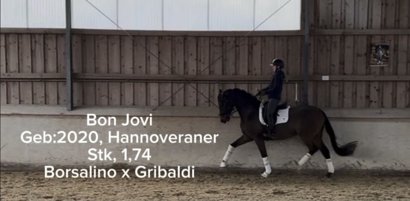 Hannoveraner, Wallach in Rosenheim