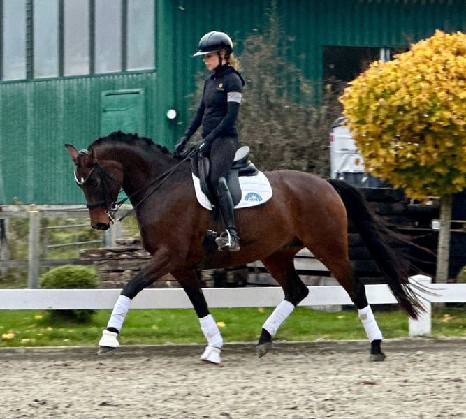 Hannoveraner, Wallach in Fleckeby