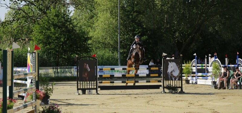 Hannoveraner, Wallach in Braunschweig
