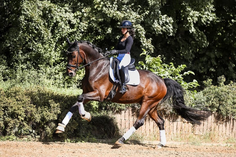 Hannoveraner, Wallach in Riedstadt