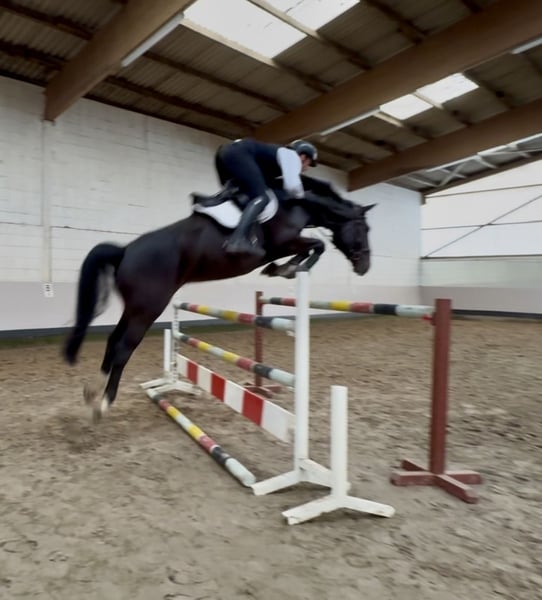 Hannoveraner, Wallach in Schwanewede