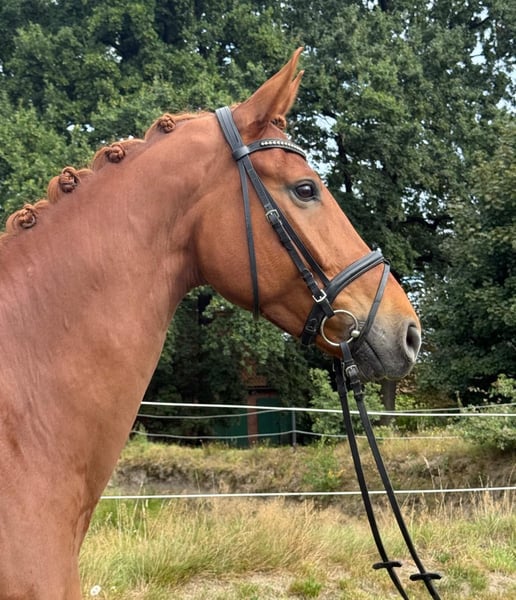 Hannoveraner, Wallach in Bassum