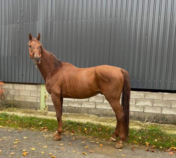 Hannoveraner, Wallach in Blankenheim