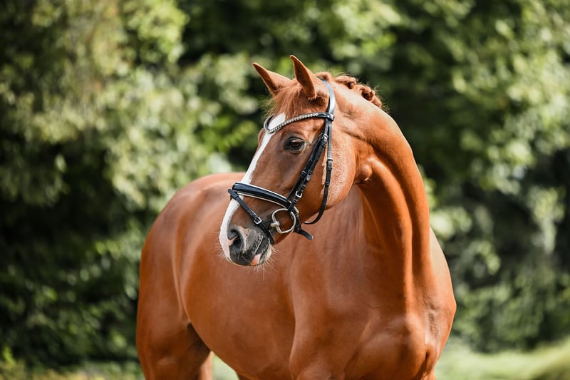 Hannoveraner, Wallach in Riedstadt