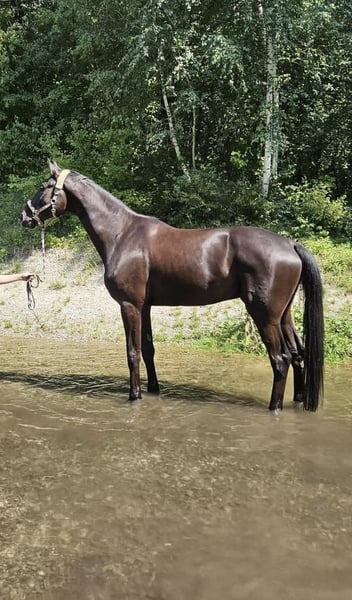 Hannoveraner, Wallach in Eurasburg