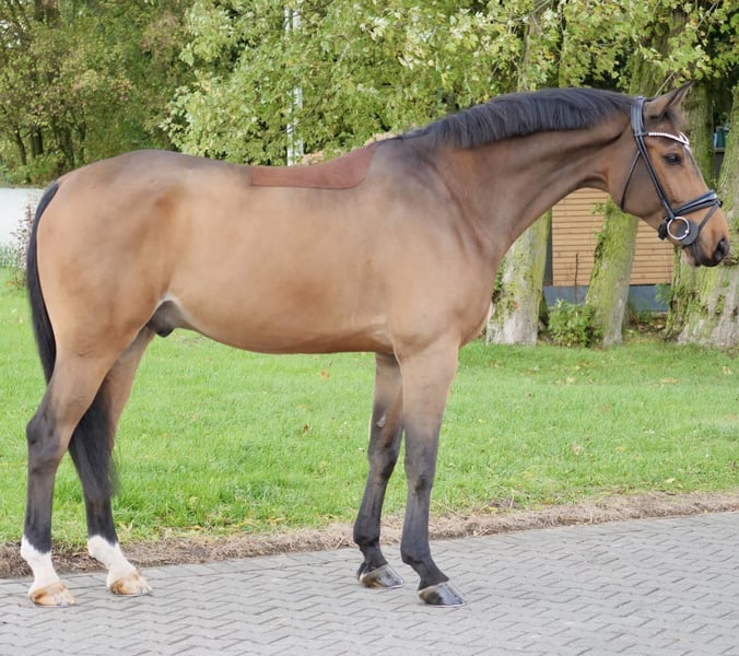 Hannoveraner, Wallach in Duisburg