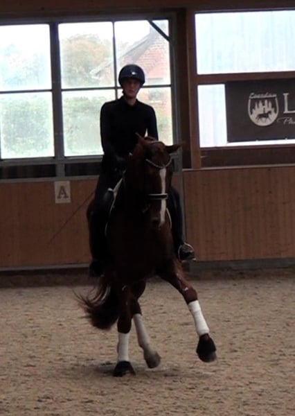 Hannoveraner, Wallach in Linau