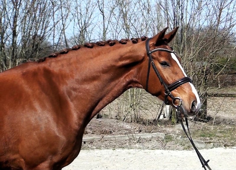 Hannoveraner, Wallach in Linau