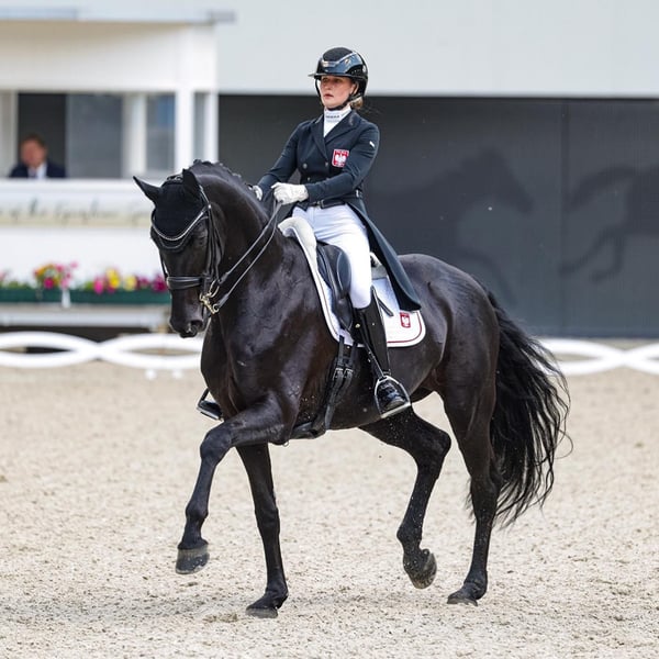 Hannoveraner, Wallach in Stuttgart Stuttgart-Nord