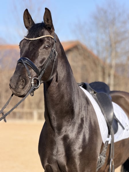 Hannoveraner, Wallach in Holzkirchen