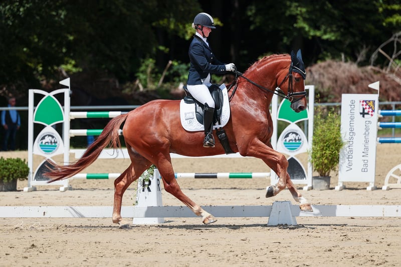 Hannoveraner, Wallach in Bad Soden am Taunus