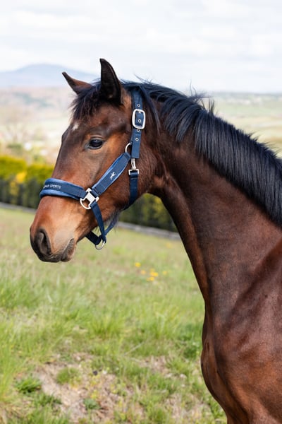 Hanoverian Mare 2 years 15.2 hh Brown in Spytkowice