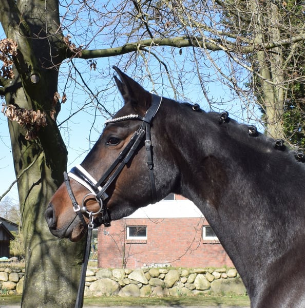 Hanoverian Mare 4 years 16,1 hh Bay-Dark in Fredenbeck