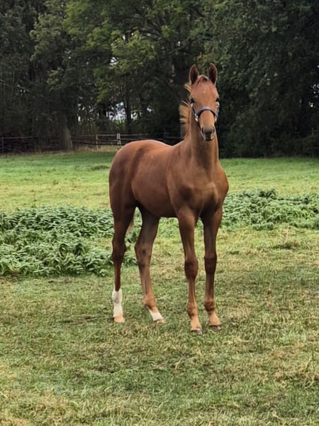 Hanoverian Stallion Foal (06/2026) Chestnut in Sulingen