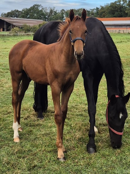 Hanoverian Stallion Foal (06/2026) Chestnut in Sulingen