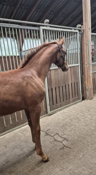 Hanoverian Stallion Foal (06/2026) Chestnut in Sulingen
