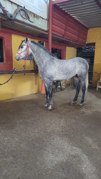 Hispano Araber, Hengst in Menden