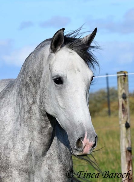 Hispano Araber, Stute in Wiebelsheim