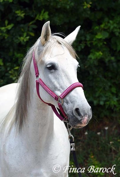 Hispano Araber, Stute in Wiebelsheim