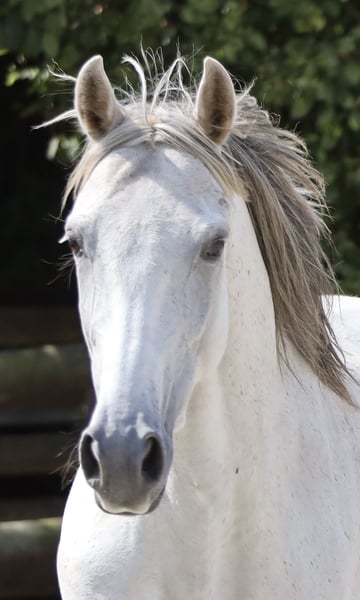 Hispano Araber, Stute in Bissendorf